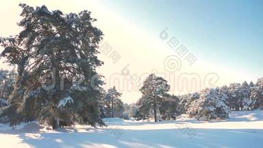 冬松日林中雪的阳光运动.. 冻霜圣诞新年树。 概念新年冬季